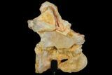 Spinosaurus Cervical Vertebra With Stand - Morocco #113038-2